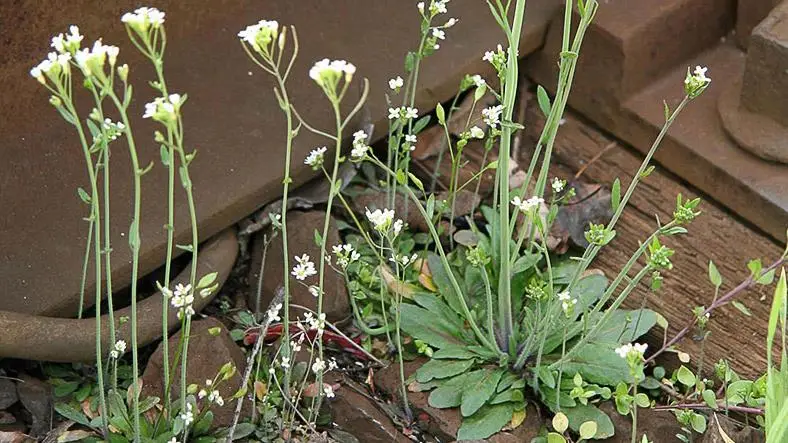 Researchers solve riddle of plant immune system