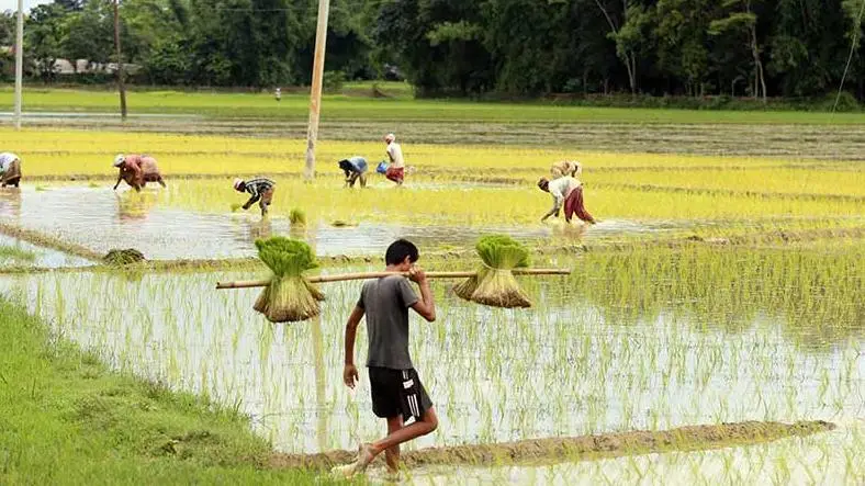 Indian Farms Reforms of 2020