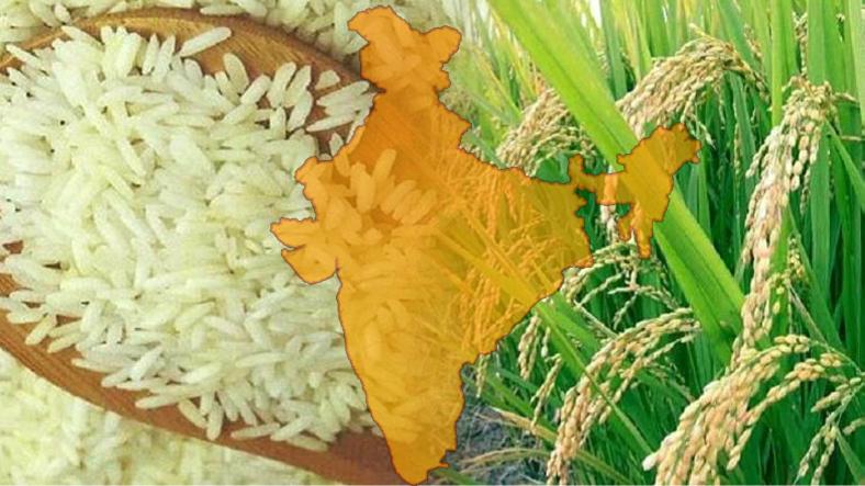 Average yearly consumption of Rice for the typical Indian