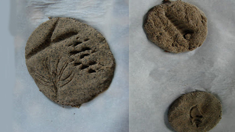 Coffee ground fossils, science experiment for children