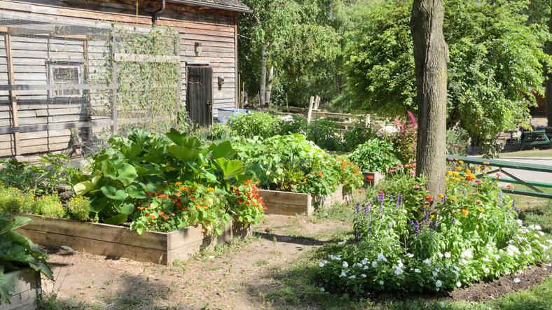 Saving Vegetable seeds for your backyard gardening