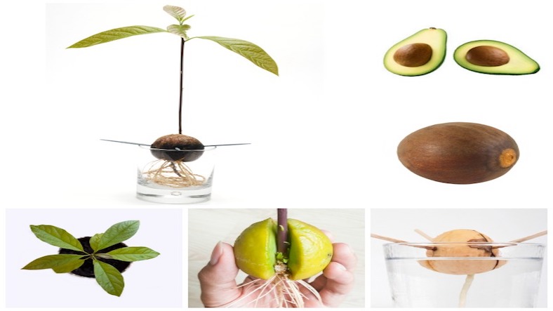 Grow an avocado tree, science experiment for children