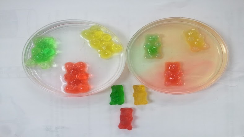 Gummy Bear Osmosis, science experiment for children