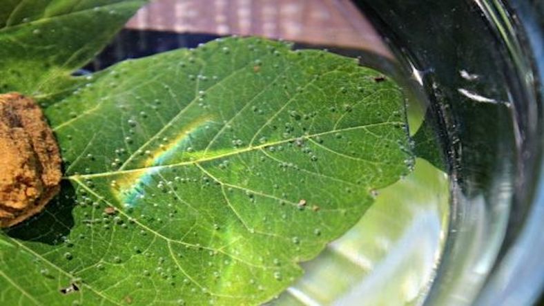 Leaf breathing, science experiment for children