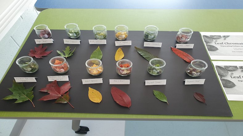 Leaf Chromatography, science experiment for children