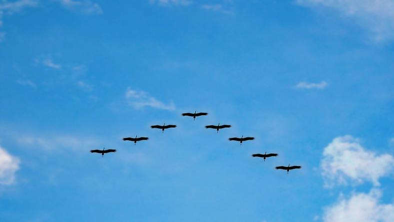 Migrating from JSStream to Vimeo Using Drupal Migration API