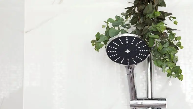 Reasons to Hang Eucalyptus in Your Shower