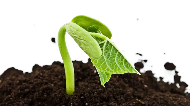 Seed Germination science experiment for children