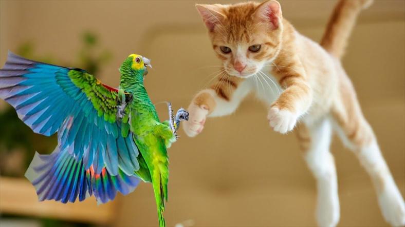 The Cat and the Parrot