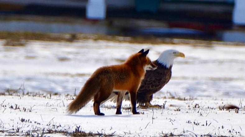 The Eagle and the Fox