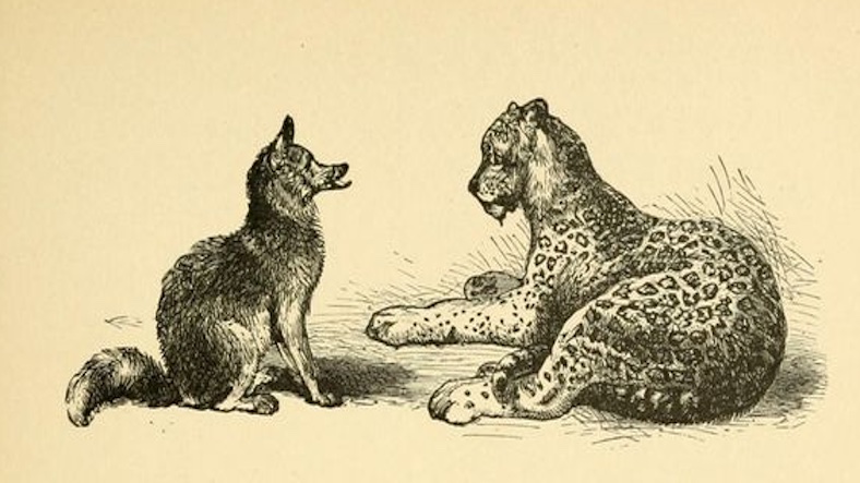 The Fox and the Leopard