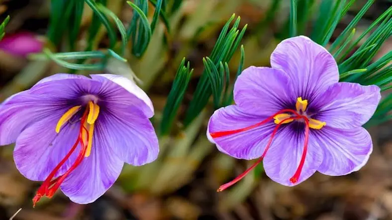 Saffron: The Most Expensive Spice in the World – History, Price, Cultivation & Why It’s So Valuable
